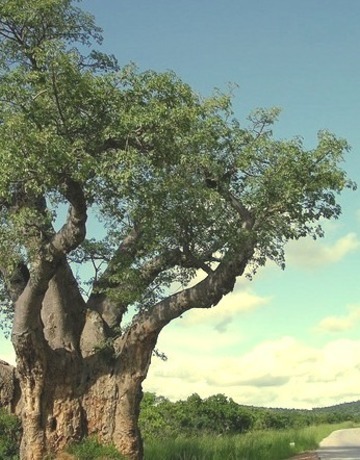 By Mr Sean On Flickr.Road And Baobab Tree Near Kariba, Zimbabwe.
