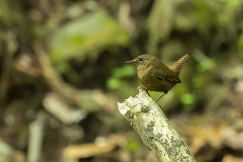 ミソサザイ（Eurasian Wren）