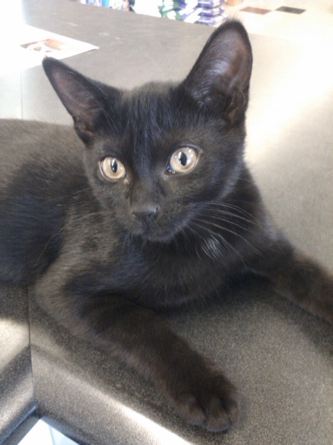 Pet Store Adventures!