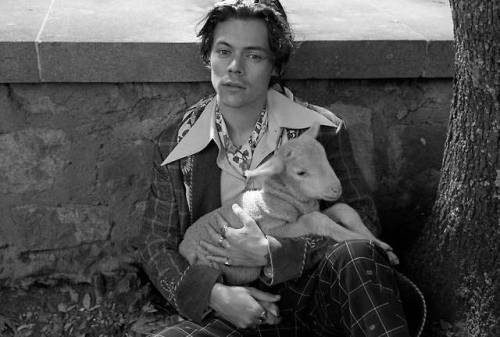 harrystylesdaily:Harry Styles for Gucci’s Cruise 2019 Tailoring Campaign. Photography by Glen Luchfo
