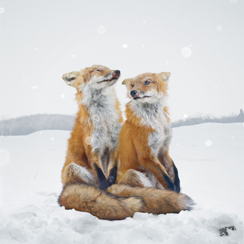 npr:  staceythinx:  More work from photographer Simen Johan’s project Until the Kingdom Comes. Find out more about him and the project from the Yossi Milo Gallery, which hosted the exhibit.  These images are stunning! -Emily