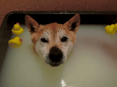 caregiver-little:  princess-sweetpea0x:  imnotaprincessimaunicorn:  the-monstrumologist:  ydrill:  Enjoying bath  OHMYGODHOWFUCKINGCUTE   DO NOT WASH THE BUN!!!  Technically that’s a hare.  Bun seems to really be enjoying that, but IS NOT GOOD FOR BUNS.