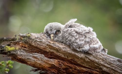 Top Shot: Taking a SnoozeTop Shot features the photo with the most votes from the previous day’s D