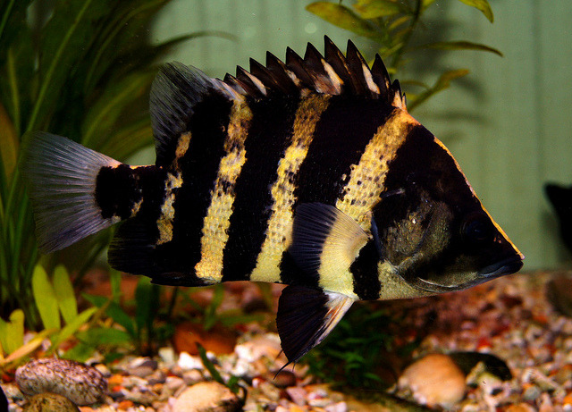 The Brackish Tank — Guinea Tigerfish Genus: Datnioides Species:...
