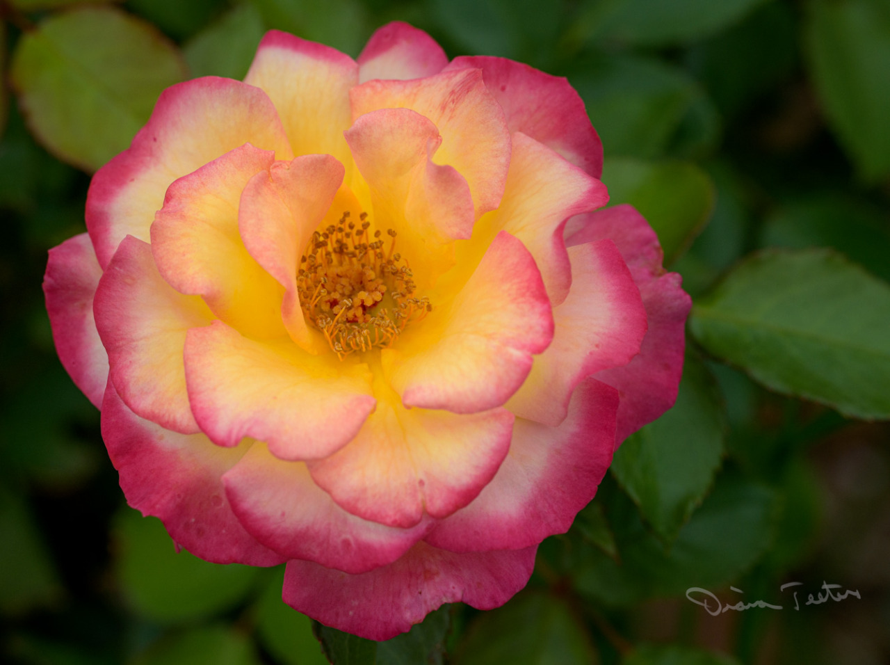 A Bloom a Day - KnockOut Rose Yellow and Pink