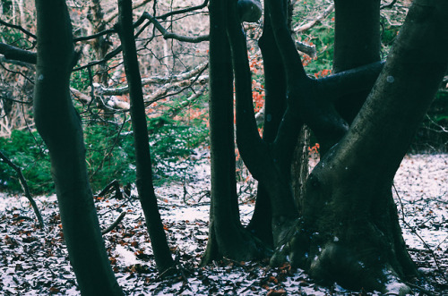 Somewhere in Denmark, January 2018 | NordsjællandWebsite | Instagram