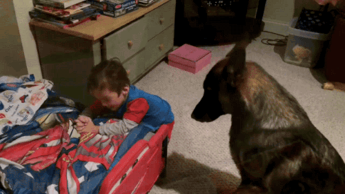 gifsboom:Video: German Shepherd Helps Toddler Get Ready for Bed.