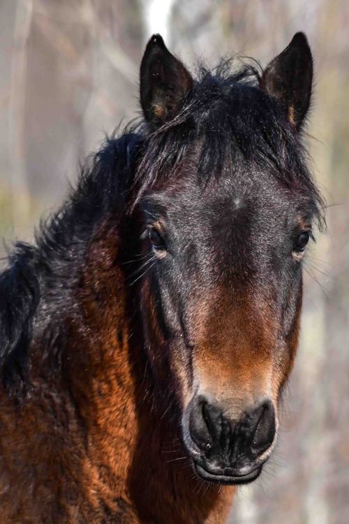 scarlettjane22: Alberta Wild Horses Duane Starr Photography