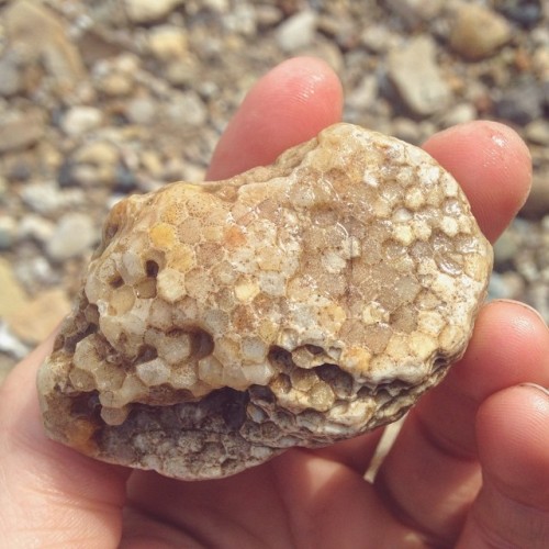 Pretty example of Favosites, a genus of tabulate &ldquo;honeycomb&rdquo; corals, and a fairl