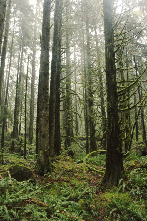 matchbox-mouse: Gorgeous foggy day. Honestly the woods in British Columbia are straight out of a fai