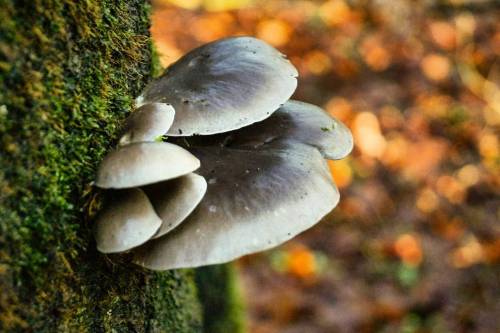 Almindelig Østershat Lat: Pleurotus ostreatus #mushroomspotting#mushroomhunting#danishmushrooms#fung