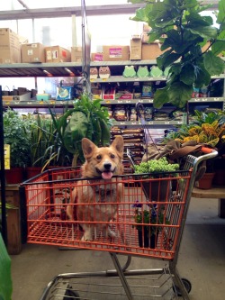 templetonthecorgi:  The idea is to put Templeton in the cart so I won’t buy so many plants…apparently I found a way around that.   He loves trips to Home Depot, I think he likes the height of the cart. :P  gnar-co