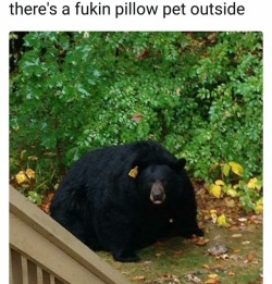 westtexasvoodoo:  trilllizard666: starssweetssass: “It’s a pillow! It’s a pet! It’s a pillo-OH MY GOD IT’S A REAL BEAR.” Big Boy Season  He’s a pillow pet and he needs to come live with me