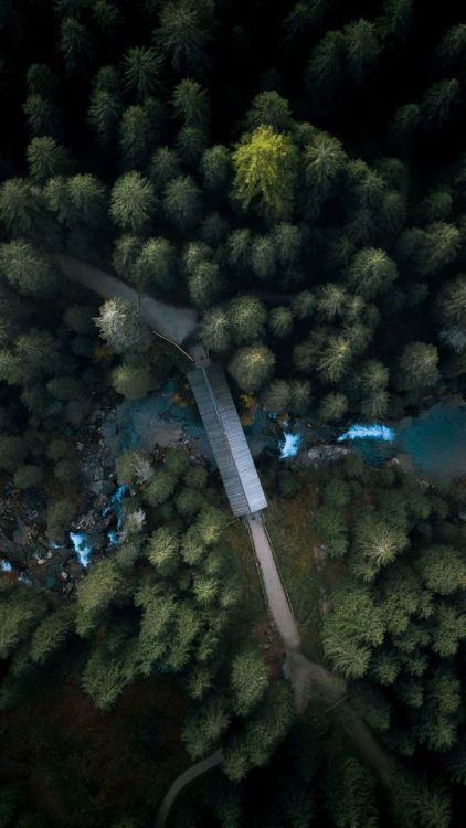 Aerial view, stream, forest, tree tree, 1080x1920 wallpaper @wallpapersmug : http://bit.ly/2EBfd6v -