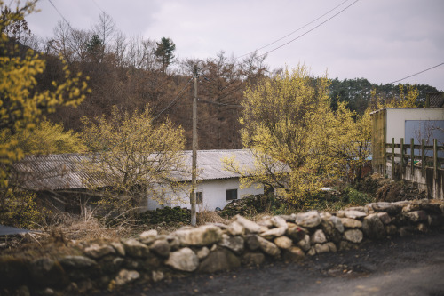 2022-03-20Spring, Cornus officinalis VillageCanon EOS R3 + RF50mm f1.2LInstagram  |  hwantastic79viv