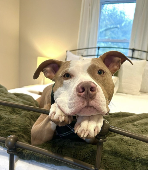 This Is Polo. Hes So Glad You Made It Home By Snuggle Time. Technically, Snuggle Time Is All The Time.