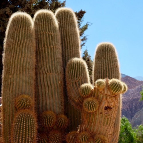 singing succulents