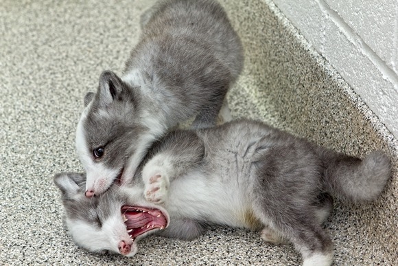 anonymousbuttrue: Cute Arctic Fox Pups The arctic fox, also known as the white fox,