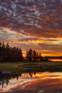 tulipnight:  Acadia National Park, Maine