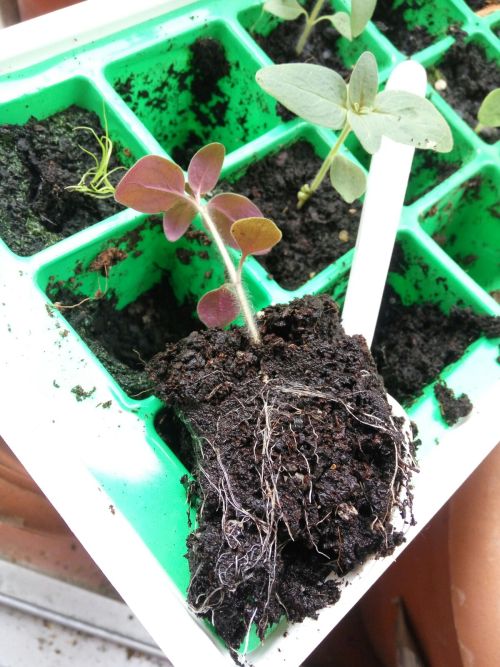 25/May/2016Today I transplanted the remaining snapdragons and give some to mom’s friend. 