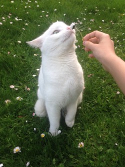 neqx:gave my cat a flower 2day