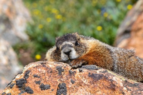 Day 18 mood: lounging marmot and loving it ✌I’d like to think there’s a lot going through that mind,