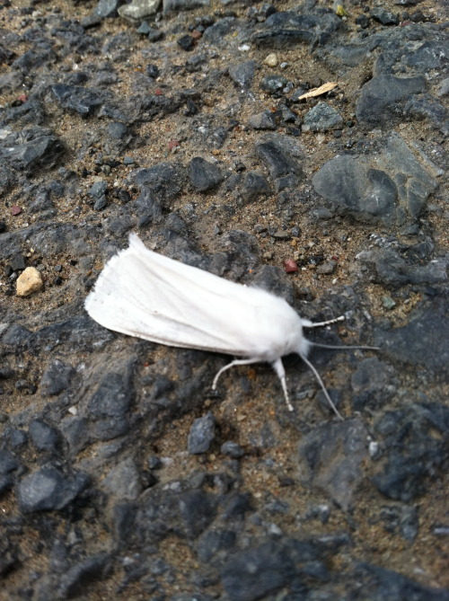 What a nice little fuzzy snow white moth doing a terrible job of blending in!