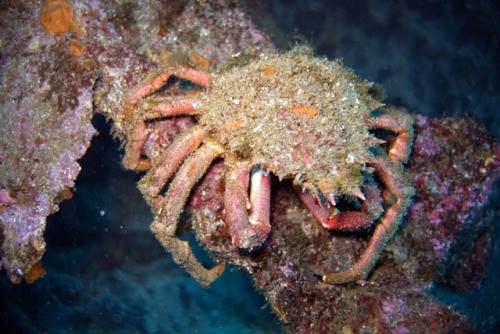 Spider Crab https://www.facebook.com/rubengarciascuba/ Season Challenge Padi 5* Dive Resort #scubadi