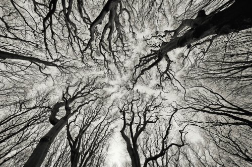 nubbsgalore:barren trees revealing fractal patterns in the forest canopy. photos by (click pic) albe