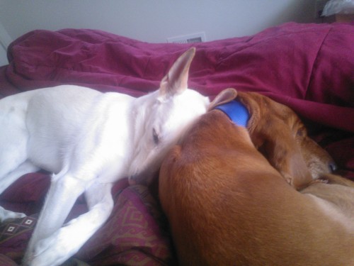 Marley and Juvia cuddled up together this morning. I couldn’t have asked for two better dogs <3