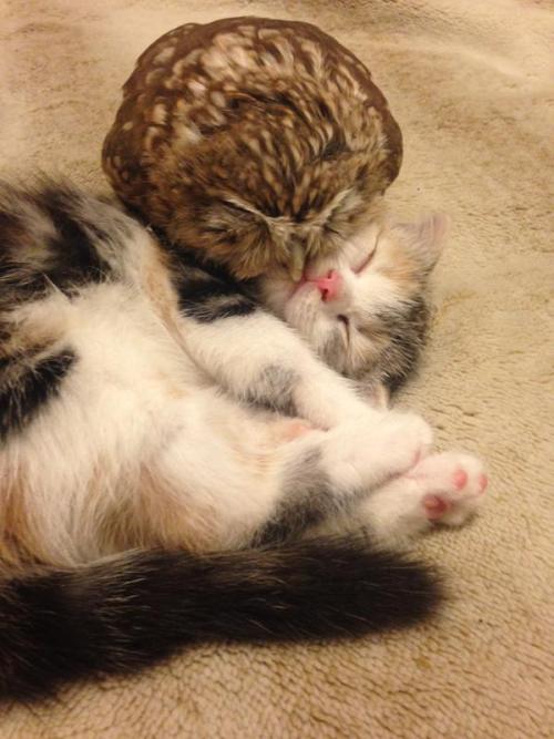 oh–ok: feathercut: Kitten and owlet friendship (source) @khubsooratt