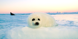 fuckyeahbabyseals: Harp Seals by Brian Skerry