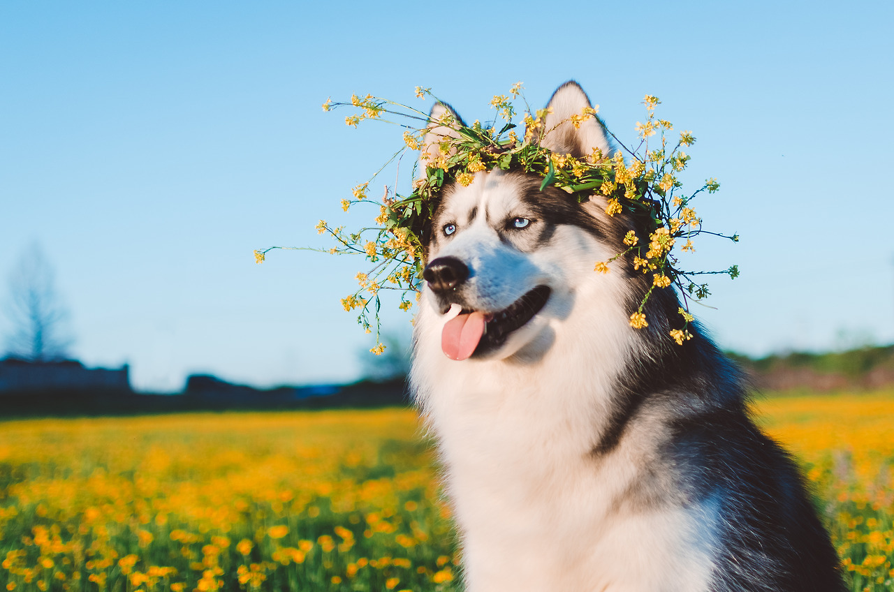handsomedogs:  Handsomedogs’ Photography Contest X 🌷WINNER!After 1,359 votes