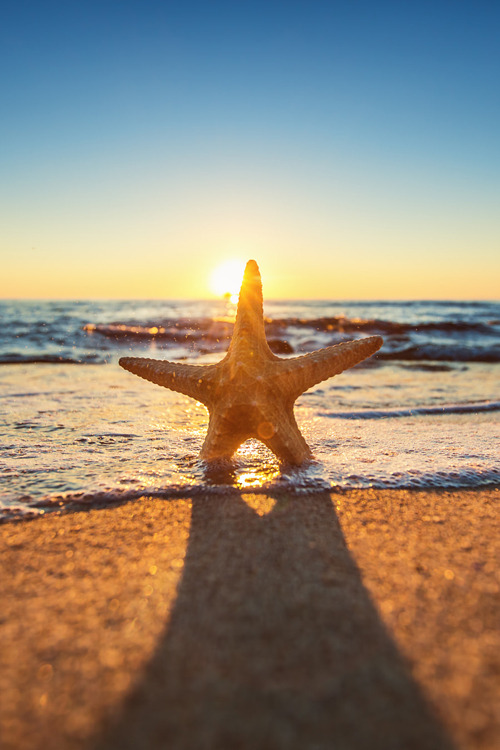 vurtual:Starfish on the beach(by Valentin Valkov)