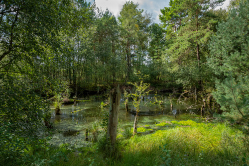 A visit to the Tister high moor