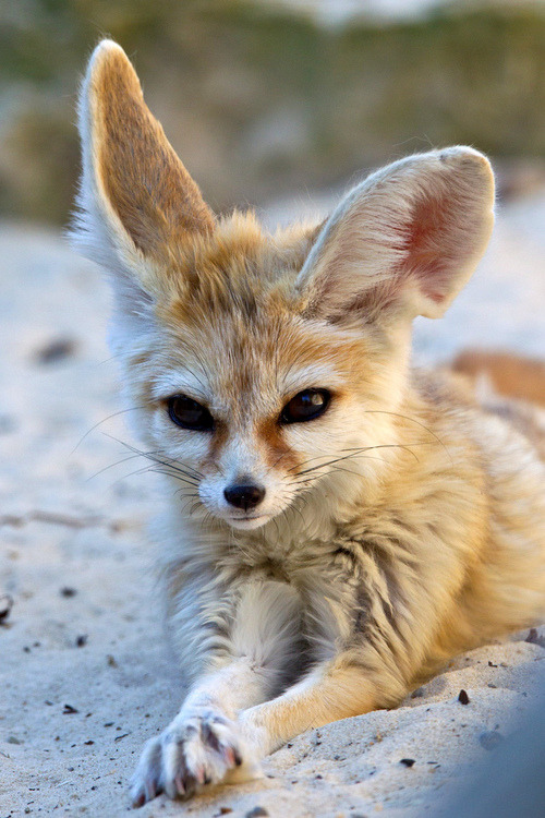 wild foxes