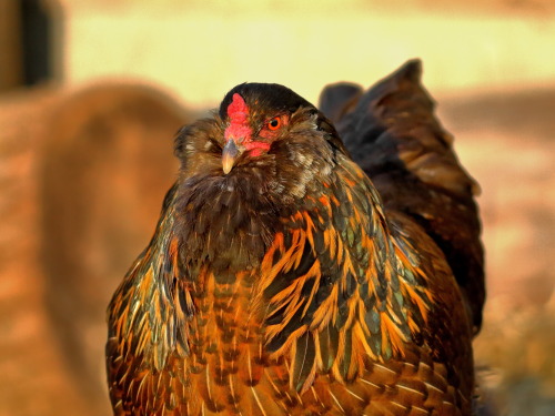 An Easter-Egger hen finds contentedness in the setting sun.