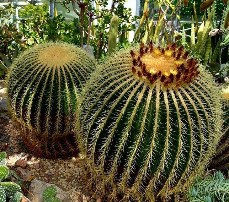 Cadeira de Sogra – Echinocactus grusonii | Blog das Flores