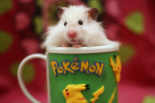hamsters-in-cups:
“fluffyhamsters:
“Valentine vs Neisti
”
I recommend viewing images at full size! Too cute ^_^
”