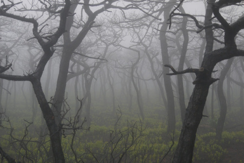 Sams Point in the Fog by WhatsAllThisThen