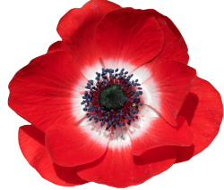 transparent-flowers:  Poppy Anemone. Anemone