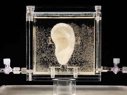 This Is A 3D Print Of Vincent Van Gogh’s Severed Ear. It Was Made Using Cells From His Great-grandson