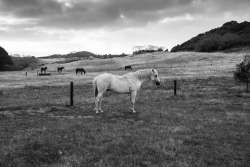 philipwernerfoto:Horse by Philip Werner Bimbi Park Campground. Otways, Victoria. December 2013.