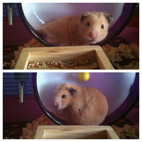 Everyone is getting married & having kids and I’m like I’m a hammy Mom