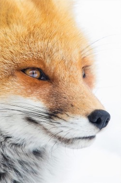 beautiful-wildlife:  Contemplative Red Fox by