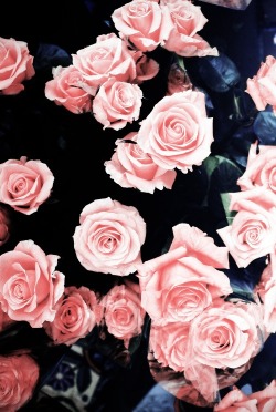 the-ivory-lagoon:  Pastel romance ♡ / Pastel pink flowers on @weheartit.com - http://whrt.it/Zmh57z 