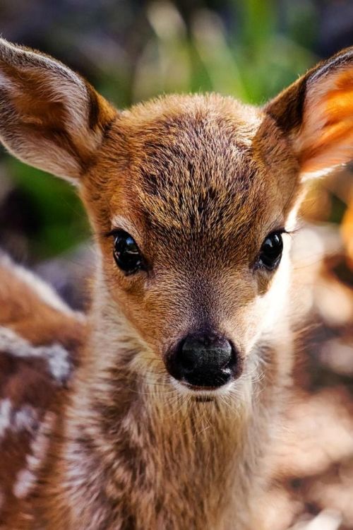 themoonphase:  BAMBI 