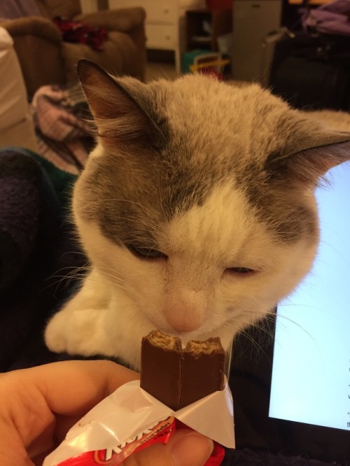 No one would tell my sweet kitty cat that she eats KitKats wrong… would they?@megatraven