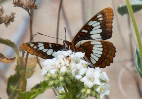 rjzimmerman:  Today’s hike with camera was the Big Morongo Canyon Preserve, Morongo Valley, California. The canyon trail was loaded with butterflies and moths commuting, dining, and making babies. I know one of these is a Painted lady butterfly, but