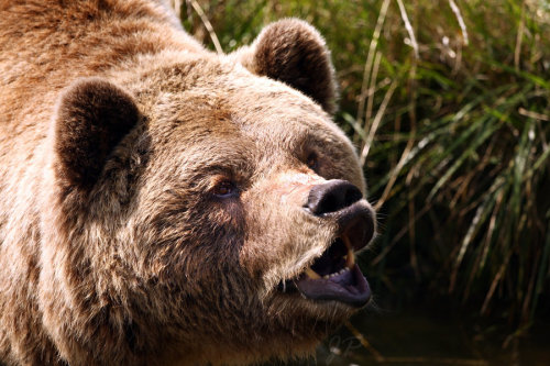 bears–bears–bears:  Have a kiss? by JaneFox